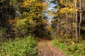 View of path in beautiful sunlit autumn forest Royalty Free Stock Photo