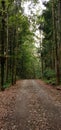 View path in forest