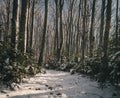 View of a path through the forest surrounded by trees and evergreen firs in winter