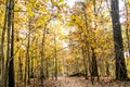 Fall Season Yellow Landscape with Path Background