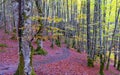 View of the path that goes into the forest in autumn, Beech forests of Irati, Navarra