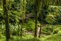 A view of the path leading to the Gendarme waterfall in the rain forest of Martinique Royalty Free Stock Photo