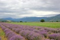 View of the path of lush bushes of purple lavender