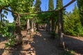 View of a path with old stone pillars with vineyard, staircase in granite as background , typically Mediterranean, inside the Royalty Free Stock Photo