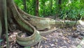 the view of the path to the cristo redentor in brazil Royalty Free Stock Photo