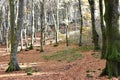 view path in the wood covered by leaves