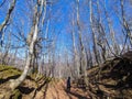 View of pathway in the old forest in the national park of Monti Sibillini Royalty Free Stock Photo