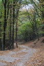 Autumn view of a pathway among old woods in the forest Royalty Free Stock Photo