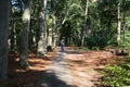 View on paved cycling and hiking track through dutch forest in summer - Nijmegen Duivelsberg, Netherlands