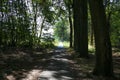 View on paved cycling and hiking track through dutch forest in summer - Nijmegen Duivelsberg, Netherlands