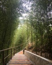 View of a peaceful bamboo trail Royalty Free Stock Photo