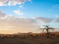 View of peaceful morning sunrise with beautiful dead tree and desert sand dune vast horizon with soft blue sky and white cloud Royalty Free Stock Photo