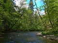 View of peaceful Wutach Gorge in southern Black Forest, Germany with river and dense vegetation of plants and trees. Royalty Free Stock Photo