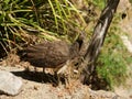 View of peacock chick standing on the ground Royalty Free Stock Photo