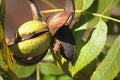 BROWN STINK BUG ON PECAN NUT HUSKS ON A TREE Royalty Free Stock Photo