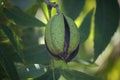 CLOSE VIEW OF A RIPE PECAN NUT IN A GREEN HUSK ON A TREE Royalty Free Stock Photo