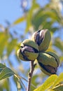 A CLUSTER OF THREE RIPE PECAN NUTS IN HUSKS ON A TREE AGAINST A BLUE SKY Royalty Free Stock Photo