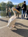 A view of a Pelican in London