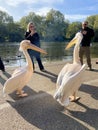 A view of a Pelican in London