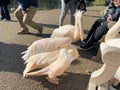A view of a Pelican in London