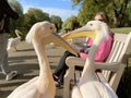 A view of a Pelican in London