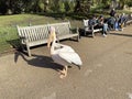 A view of a Pelican in London