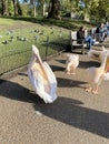 A view of a Pelican in London