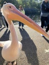 A view of a Pelican in London