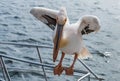 A view of a Pelican stretching on a boat in Walvis Bay, Namibia