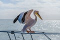 A view of a Pelican stretching its wings on a boat in Walvis Bay, Namibia