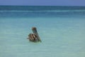 View of pelican swimming in turquoise waters of Atlantic Ocean. Caribbean. Royalty Free Stock Photo