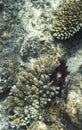 View of pencil urchin behind corals Royalty Free Stock Photo