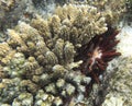 View of pencil urchin behind corals Royalty Free Stock Photo