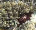 View of pencil urchin behind corals Royalty Free Stock Photo