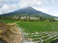 the view of the perennial edelweiss plant of Indonesia, Central JavaÃ¯Â¿Â¼