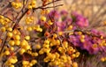 View of perennial flower beds in the winter sun when asters bloom and the messages look flawless even when they are dry. Sage has