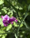 View of perennial peavine flower