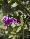 View of perennial peavine flower