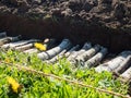 View of a permaculture trench with a Dandelion in foreground