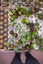 View of person towards little potted plants and cactus