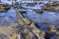 Petrified forest at the Curio Bay Royalty Free Stock Photo