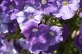 Petunia purple flowers