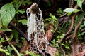 View of a Phallus indusiatus fungus surrounded by numerous plants