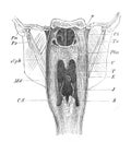 The view of pharynx from the back in the old book the Human Anatomy Basics, by A. Pansha, 1887, St. Petersburg