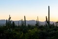 View of Phoenix, Arizona, Cactus, Cacti, Botanical Garden, Desert, Saguaro, Sunset at sunset