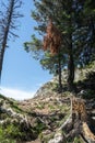 View of Piatra Soimului Peak Hawk`s stone in Rarau mountains,  Bucovina,  Romania Royalty Free Stock Photo