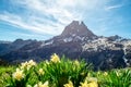 View of Pic du Midi Ossau with daffodils in springtime, french Pyrenees Royalty Free Stock Photo