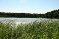 A view of a picturesque forest lake through thickets of reeds