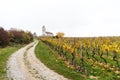 View of a picturesque white country church surrounded by golden vineyard pinot noir grapevine landscape with a gravel country road Royalty Free Stock Photo