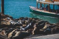 View of Pier 39 with seals and sea lions on wooden platforms in Fisherman`s Wharf of San Francisco bay, California, USA Royalty Free Stock Photo